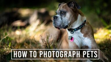 How to Photograph Your Pets | Pet Photography Tips